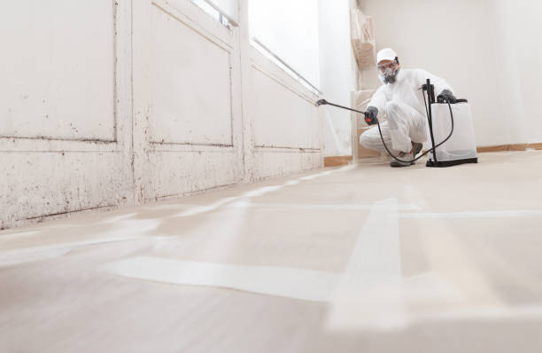 Black mold remediation team in Alexandria